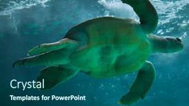  Presentation with turtle - Colorful presentation design enhanced with loggerhead-sea-turtle-caretta-caretta backdrop and a ocean colored foreground