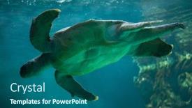  Presentation with turtle - Beautiful presentation theme featuring loggerhead-sea-turtle-caretta-caretta backdrop and a ocean colored foreground