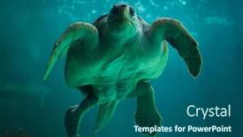  Presentation with turtle - Presentation theme having loggerhead-sea-turtle-caretta-caretta background and a ocean colored foreground