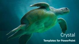  Presentation with turtle - Presentation design consisting of loggerhead-sea-turtle-caretta-caretta background and a ocean colored foreground