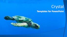  Presentation with deep ocean - Beautiful PPT layouts featuring loggerhead-sea-turtle-swimming backdrop and a gray colored foreground