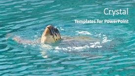  Presentation with breathing - Slide deck featuring loggerhead-turtle-caretta-caretta-breathing background and a teal colored foreground