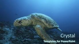  Presentation with turtle - PPT theme with loggerhead-turtle-caretta-caretta-drifting background and a ocean colored foreground