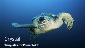  Presentation with turtle - Presentation theme consisting of loggerhead-turtle-caretta-caretta-drifting background and a navy blue colored foreground