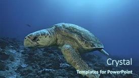  Presentation with turtle - Amazing slide deck having loggerhead-turtle-caretta-caretta-drifting backdrop and a ocean colored foreground