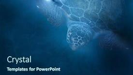  Presentation with turtle - Presentation theme having loggerhead-turtle-caretta-caretta-swimming background and a ocean colored foreground