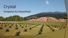  Presentation with oil palm plantation - Theme enhanced with logging of forest environmental destruction background and a light blue colored foreground