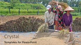  Presentation with rice fields - 