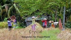  Presentation with rice fields - 