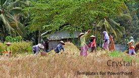  Presentation with rice fields - 