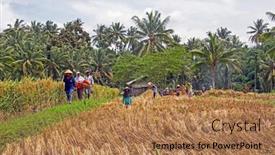  Presentation with rice fields - 