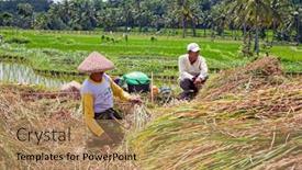  Presentation with rice fields - 
