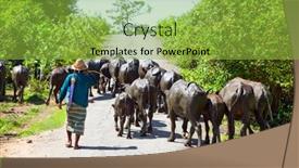  Presentation with cattle - 