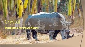  Presentation with gray black illustrated - Theme having lone-black-rhinoceros-grazes background and a coral colored foreground
