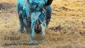  Presentation with black - PPT theme enhanced with lone-black-rhinoceros-grazes background and a coral colored foreground