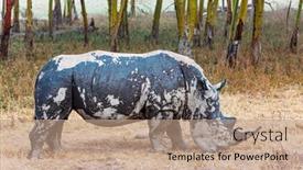  Presentation with kenya - Presentation design consisting of lone-black-rhinoceros-grazes background and a  colored foreground
