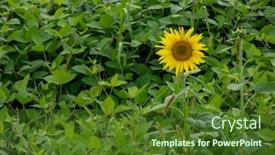  Presentation with sunflower - Amazing slides having lone blooming sunflower in green bean leaves in a rural garden growing of organic products backdrop and a tawny brown colored foreground