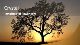  Presentation with oak tree - Slides with lone california oak tree background and a tawny brown colored foreground