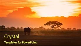  Presentation with elephant - Presentation design having lone elephant walking through amboseli national park at sunset against a backdrop of dust and acacia tress background and a tawny brown colored foreground