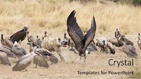  Presentation with myanmar mote lone yay paw - Audience pleasing PPT theme consisting of lone hyena chases vultures away backdrop and a coral colored foreground
