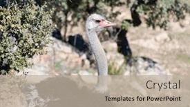  Presentation with tale - PPT theme featuring lone-ostrich-majestic-against and a mint green colored foreground