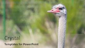  Presentation with tale - Presentation featuring lone-ostrich-majestic-against and a mint green colored foreground