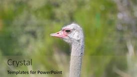 Presentation with tale - Slide set consisting of lone-ostrich-majestic-against background and a yellow colored foreground