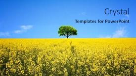  Presentation with rapeseed - Presentation with lone ree in yellow rapeseed background and a light blue colored foreground