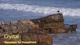  Presentation with seagull - Amazing theme having lone-seagull-stands-guard-looking backdrop and a tawny brown colored foreground