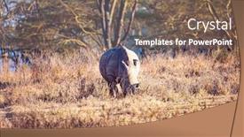  Presentation with neighborhood - Presentation theme consisting of lone-white-dirty-rhinoceros-grazes background and a violet colored foreground