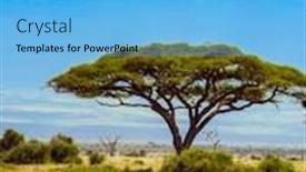  Presentation with savannah - Slide deck enhanced with lone-zebra-grazes background and a light blue colored foreground