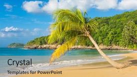  Presentation with coconut palm tree - Presentation theme with lonely coconut palm tree on a pearl beach near village of deshaies guadeloupe caribbean background and a yellow colored foreground
