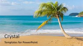 Presentation with coconut palm tree - Audience pleasing slides consisting of lonely coconut palm tree on a pearl beach near village of deshaies guadeloupe caribbean backdrop and a coral colored foreground