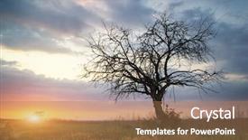  Presentation with nature art - PPT layouts enhanced with lonely dead tree art nature background and a coral colored foreground