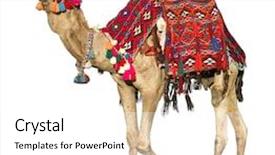  Presentation with lonely - PPT theme having lonely domestic camel isolated background and a white colored foreground