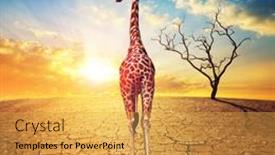  Presentation with climate change dramatic - Amazing theme having lonely-giraffe-in-parched-country backdrop and a yellow colored foreground