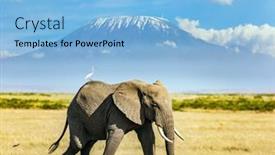  Presentation with savannah - PPT theme enhanced with lonely-huge-elephant-grazes background and a light blue colored foreground
