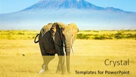  Presentation with lonely - Presentation theme with lonely-huge-elephant-grazes background and a yellow colored foreground
