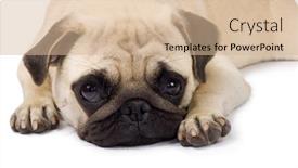  Presentation with history earth globe isolated white - Beautiful presentation theme featuring lonely looking pug isolated on white background backdrop and a soft green colored foreground