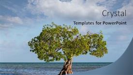  Presentation with florida - PPT theme enhanced with lonely-mangrove-tree-in-florida background and a light blue colored foreground