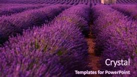  Presentation with old house - Amazing presentation having lonely old abandoned stone house backdrop and a wine colored foreground