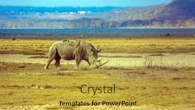  Presentation with savannah - Colorful PPT theme enhanced with lonely-rhino-grazing backdrop and a yellow colored foreground