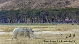  Presentation with lonely - PPT theme featuring lonely-rhino-grazing background and a mint green colored foreground