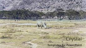  Presentation with lonely - Amazing slide deck having lonely-rhino-grazing backdrop and a mint green colored foreground