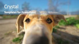  Presentation with lonely - Cool new PPT theme with lonely sad puppy ecotional scene backdrop and a teal colored foreground