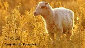  Presentation with lonely - Amazing theme having lonely-sheep backdrop and a gold colored foreground