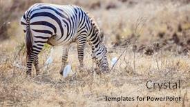  Presentation with savannah - Amazing theme having lonely-striped-zebra backdrop and a mint green colored foreground
