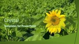  Presentation with lonely - Presentation theme having lonely-sunflower background and a tawny brown colored foreground