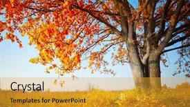  Presentation with grass meadow friendship youth - Audience pleasing theme consisting of lonely tree - big autumn oak and grass backdrop and a gold colored foreground