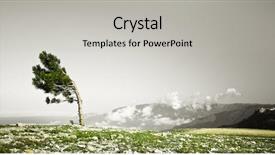  Presentation with lonely - Presentation theme with lonely tree bending background and a light gray colored foreground